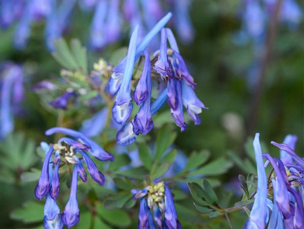 Corydalis (Yanhusuo Plant)