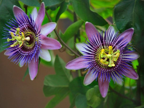 Passionflower