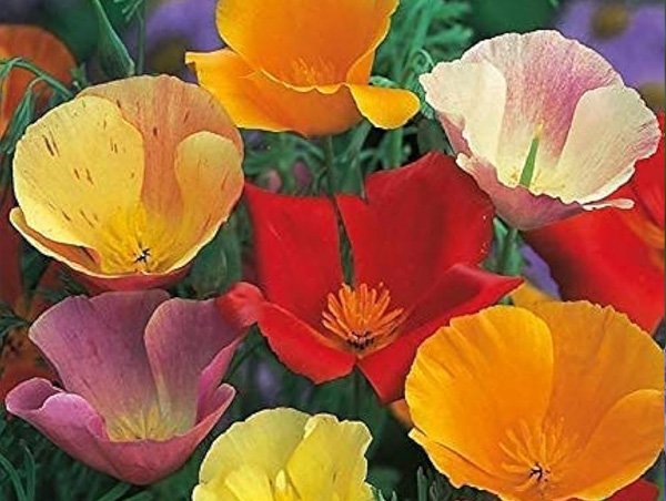 California Poppy (Poppy Seed)