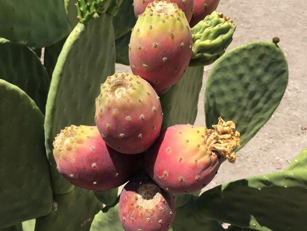 Prickly Pear